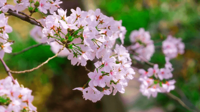 가지에 만개한 벚꽃