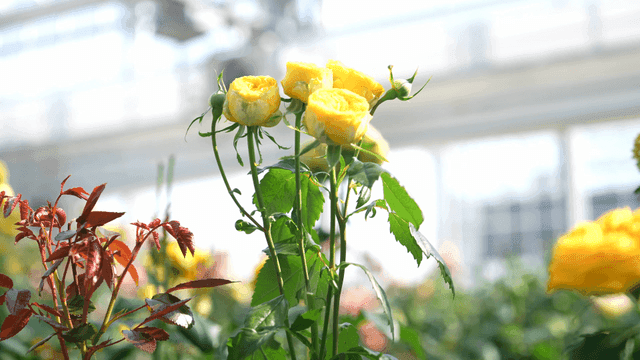 Yellow roses blooming in a greenhouse