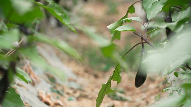 푸른 밭에서 자라는 가지