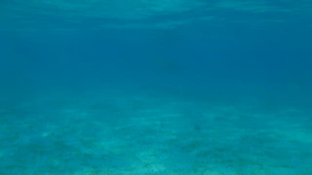 Dugong Grazing Seagrass Underwater