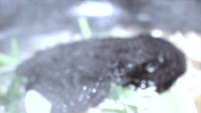 야채와 대구에 부어지는 매운 양념