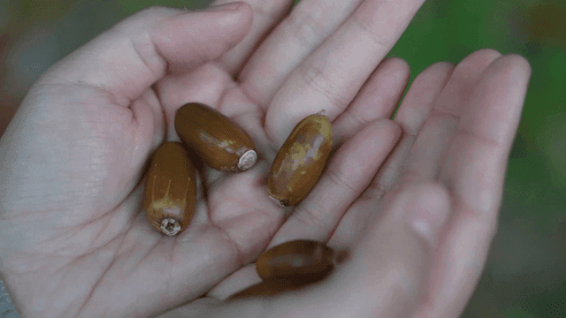 숲에서 도토리를 쥔 손