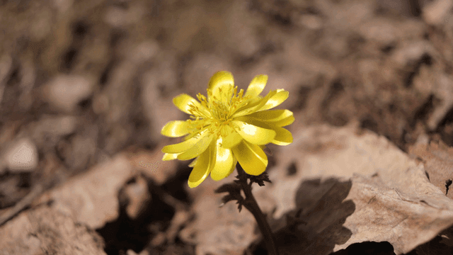 Yellow flowers blooming on ground