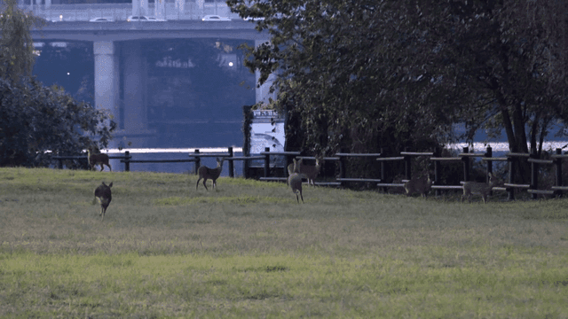 Deer grazing in a park near a river