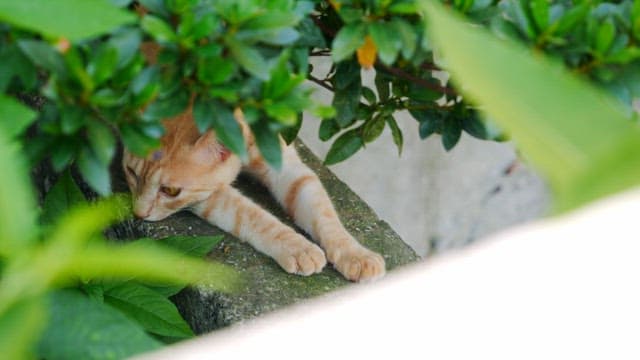 Cat resting under green foliage