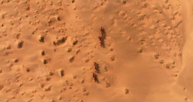 Camel caravan crossing a vast desert