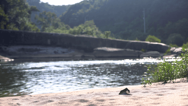 주변 녹지가 어우러진 고요한 강