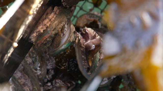 Fresh abalone caught in a net