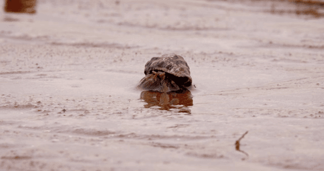진흙 해안 위를 걷는 소라게