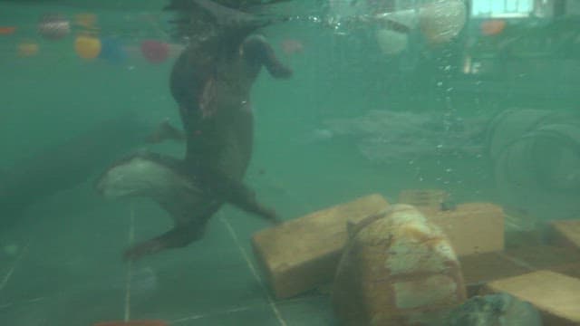 Otters catching loaches in an indoor swimming pool