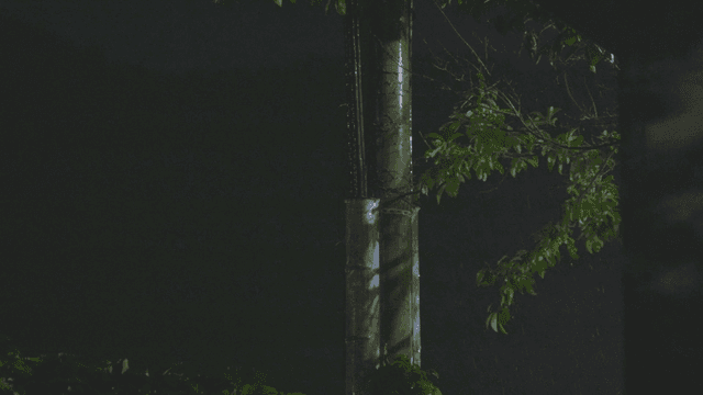 Rain falling on trees and utility poles at night