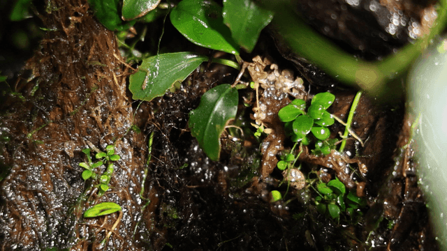 Wet foliage and small plants on a tree