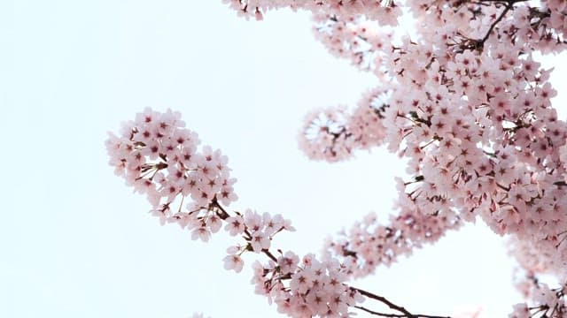 Cherry Blossoms in Full Bloom Against Sky