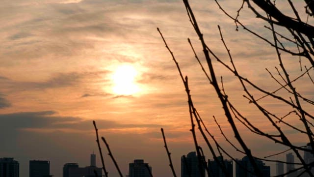 Sunset over city skyline with branches