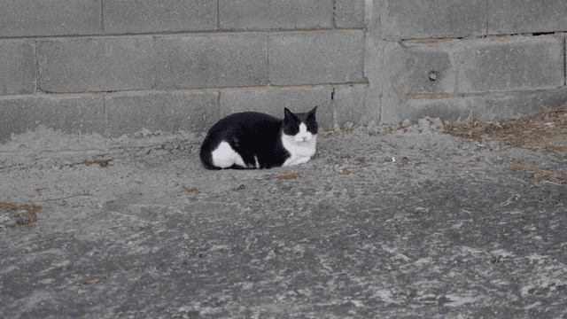 Tuxedo cat resting next to brick wall