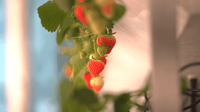Ripe strawberries hanging on a vine