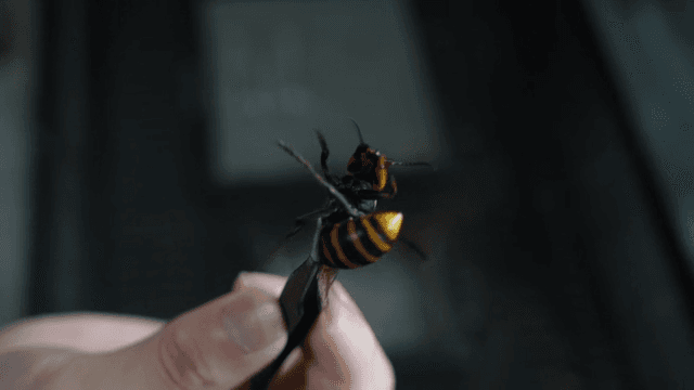 핀셋에 잡혀 버둥거리는 큰 말벌