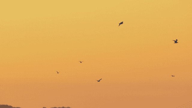해질녘 주황색 하늘을 나는 새들