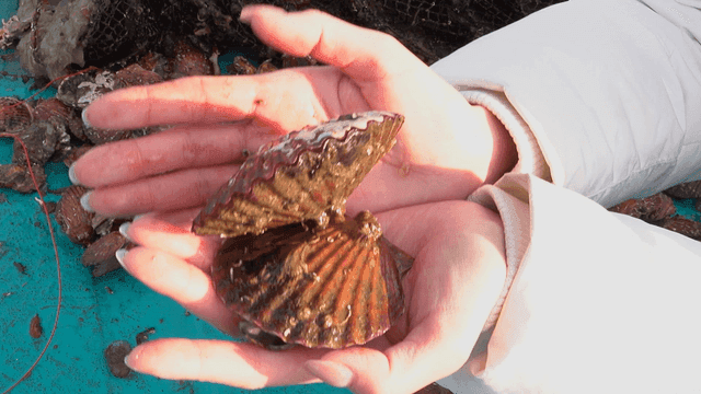 Hands holding a freshly caught scallop