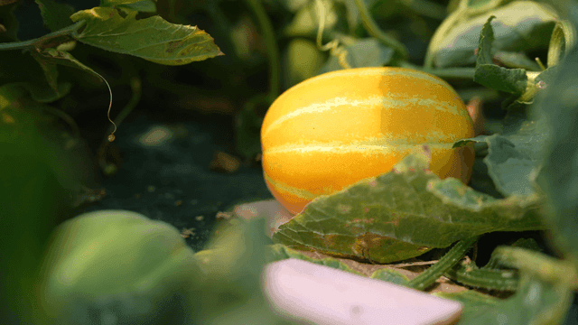 Ripe yellow Korean melons between green leaves