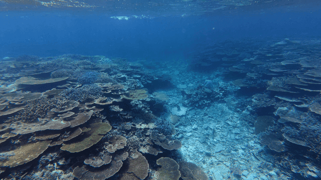Underwater coral reef with diverse corals