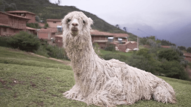 시골 풍경 속 알파카의 휴식