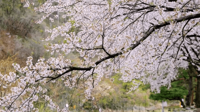 고요한 야외 공원의 벚꽃