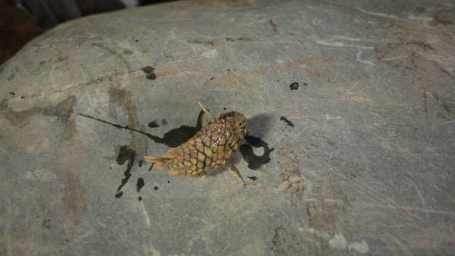 바위 위에 올려진 노란색 패럿피쉬