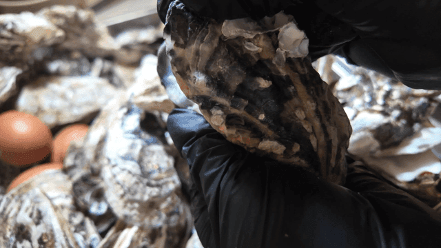 Opening steamed oysters with your hands