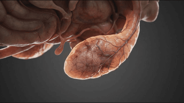 Detailed view of a human organ with veins