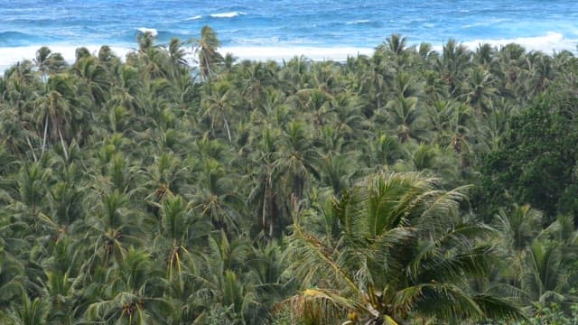 View of a lush tropical forest by the ocean