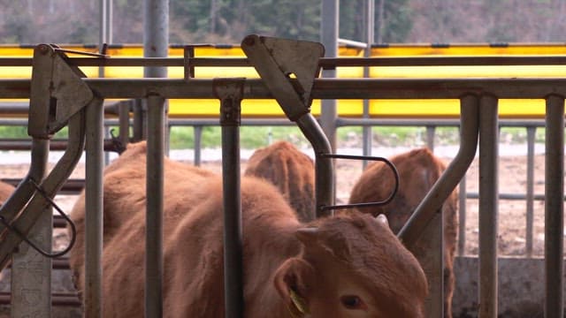 Cows in a barn with metal fencing