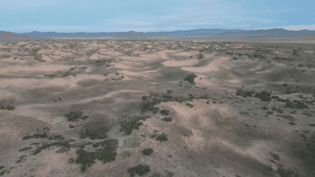 드문드문 식물이 있는 광활한 사막 풍경