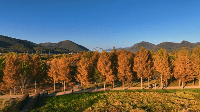 경치 좋은 길을 따라 늘어선 가을 나무들