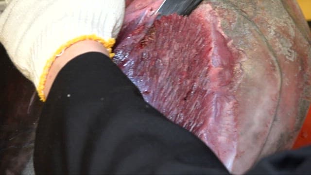 신선한 참치를 능숙하게 손질하는 요리사