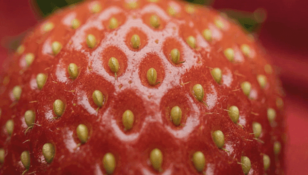 잘 익은 딸기의 표면 클로즈업