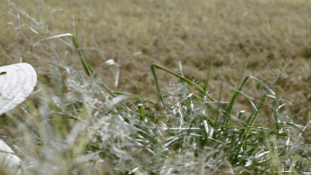 Field of barley swaying in the wind