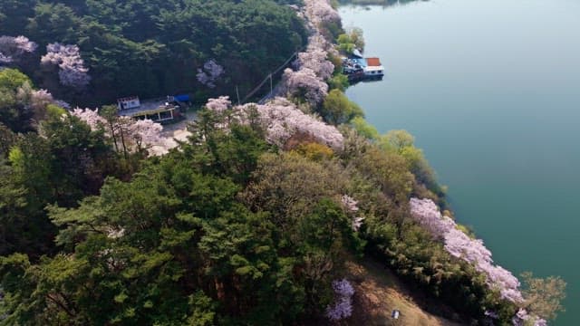 Cherry blossom trees along a lakeside road