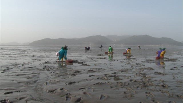 People Harvesting Shellfish at Low Tide