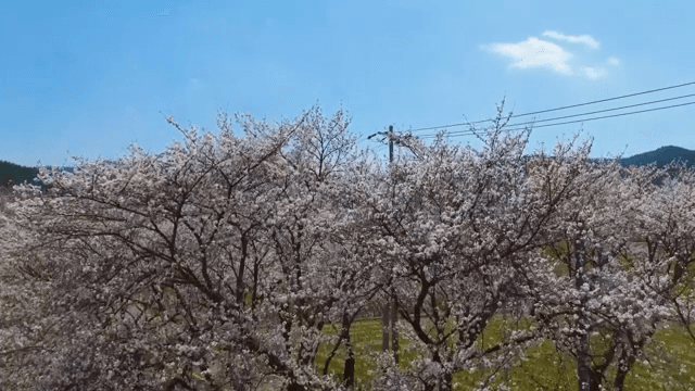 시골 길을 따라 핀 벚꽃
