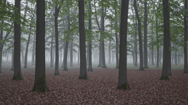 Foggy forests and tall trees