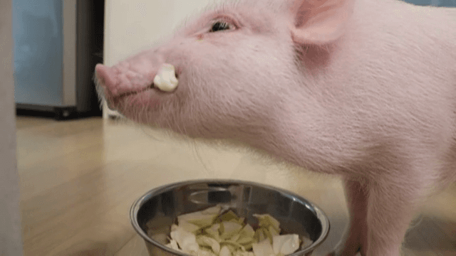 가정에서 그릇에 먹이를 먹는 새끼 돼지
