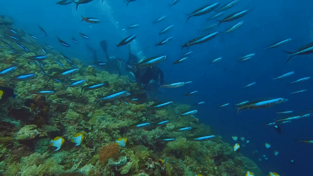 Divers exploring a vibrant coral reef