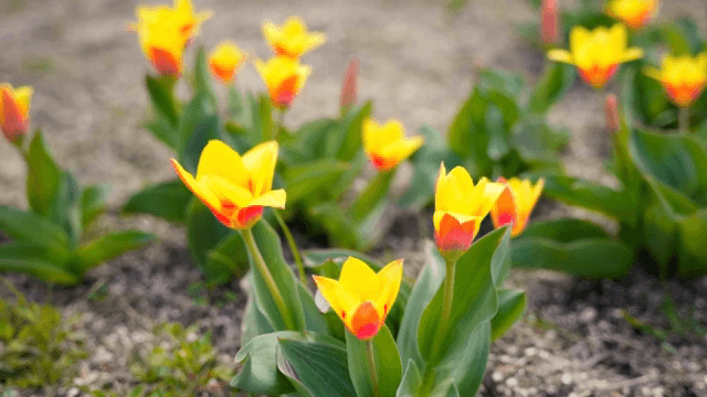 Bright yellow tulips blooming in a garden
