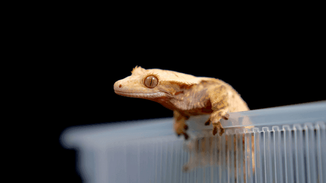 플라스틱 용기에 앉아 있는 게코 도마뱀