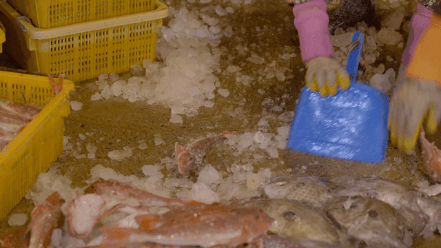 Fish prepared on ice on fish market floor