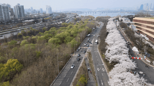Cherry blossoms lining a city road