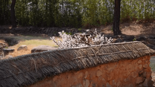 전통 담장 위에 핀 꽃들