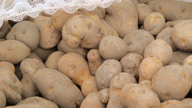 갓 수확된 흙 묻은 감자들