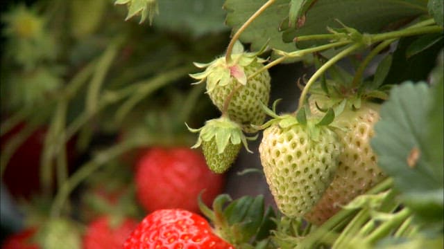 Close-Up of Strawberries Growing on the Plant